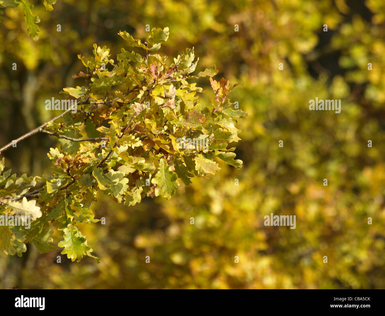 Albero di quercia nella collezione autunno / Eichenbaum im Herbst Foto Stock