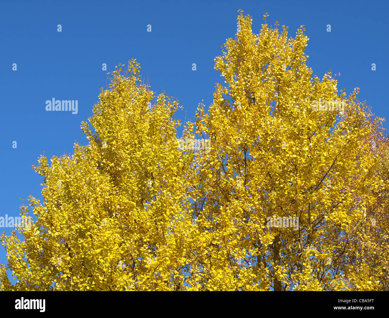 Alberi di pioppo in autunno / Pappeln im Herbst Foto Stock