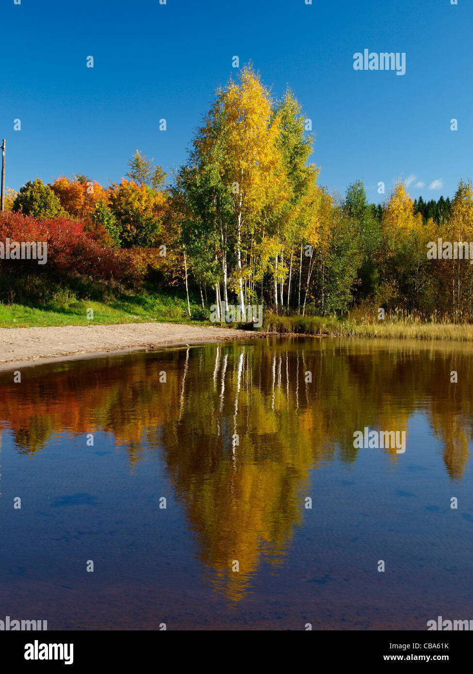 Le betulle vicino al lago Foto Stock