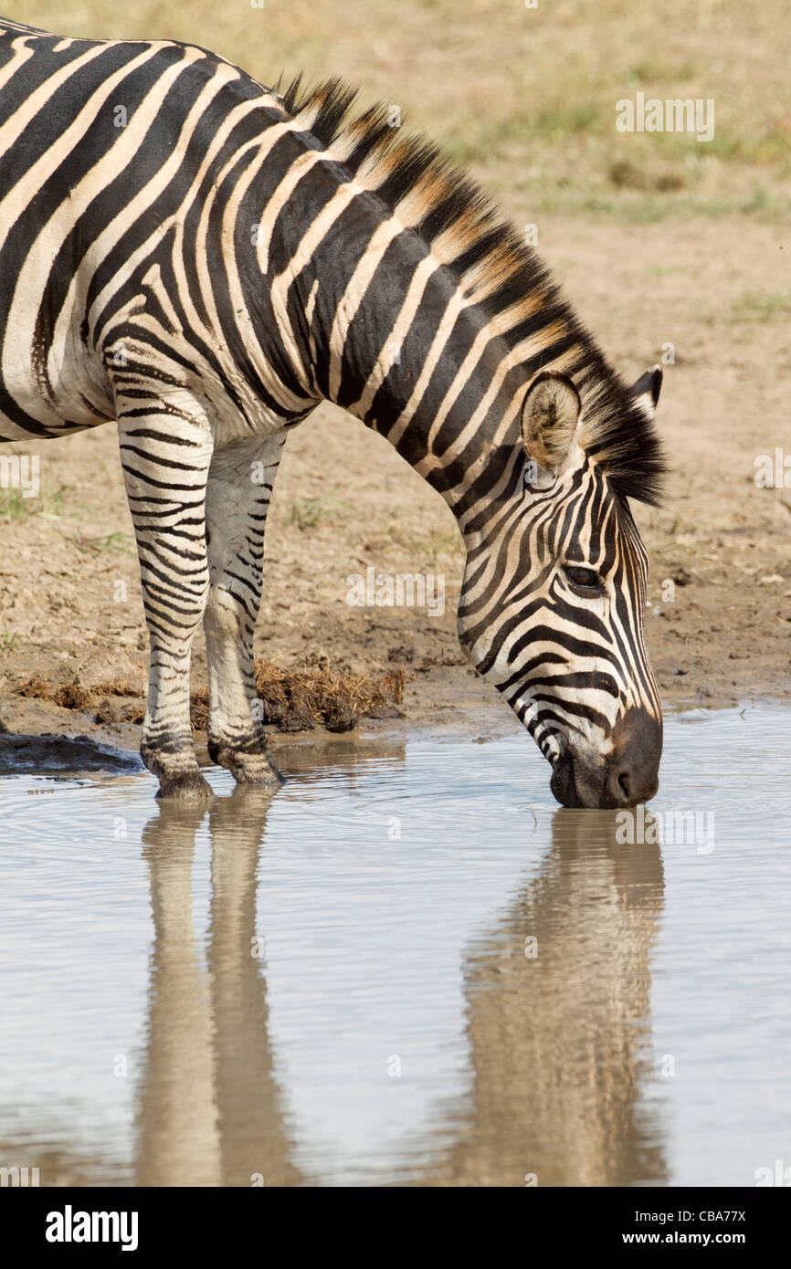 La Burchell Zebra di bere a una diga (Equus quagga burchellii) Foto Stock