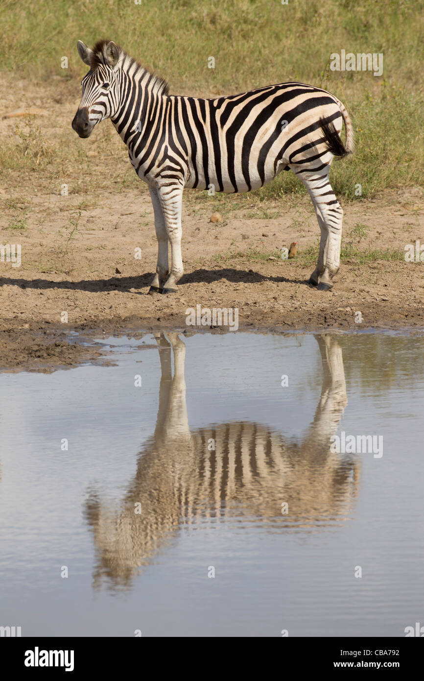La Burchell Zebra riflessione in dam (Equus quagga burchellii) Foto Stock