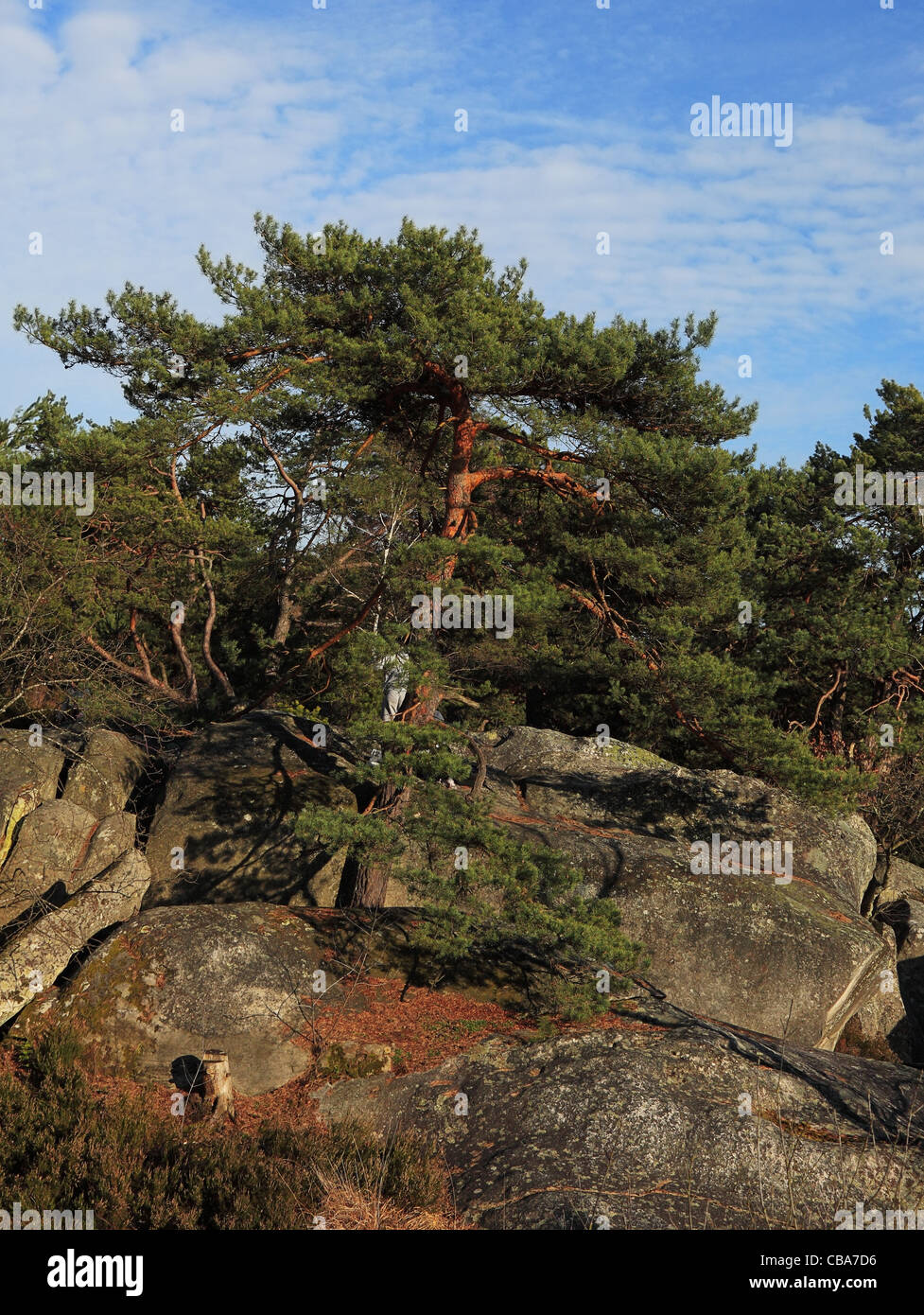Immagine di un pino silvestre (Pinus sylvestris) nelle gole di Franchard nella foresta di Fontainebleau in primavera. Foto Stock
