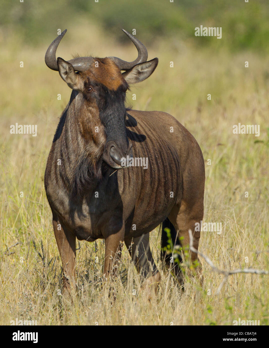 Blue Gnu in piedi in erba (Connochaetes taurinus) Foto Stock