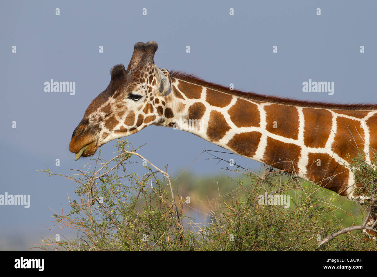 La giraffa mangiare (Giraffa camelopardalis) Foto Stock