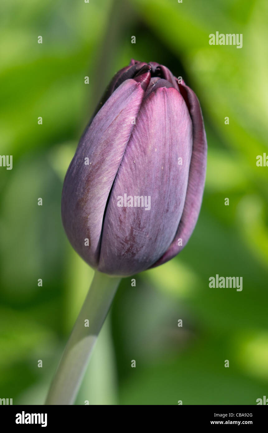 Tulip "Regina della notte" a Castle Howard Foto Stock