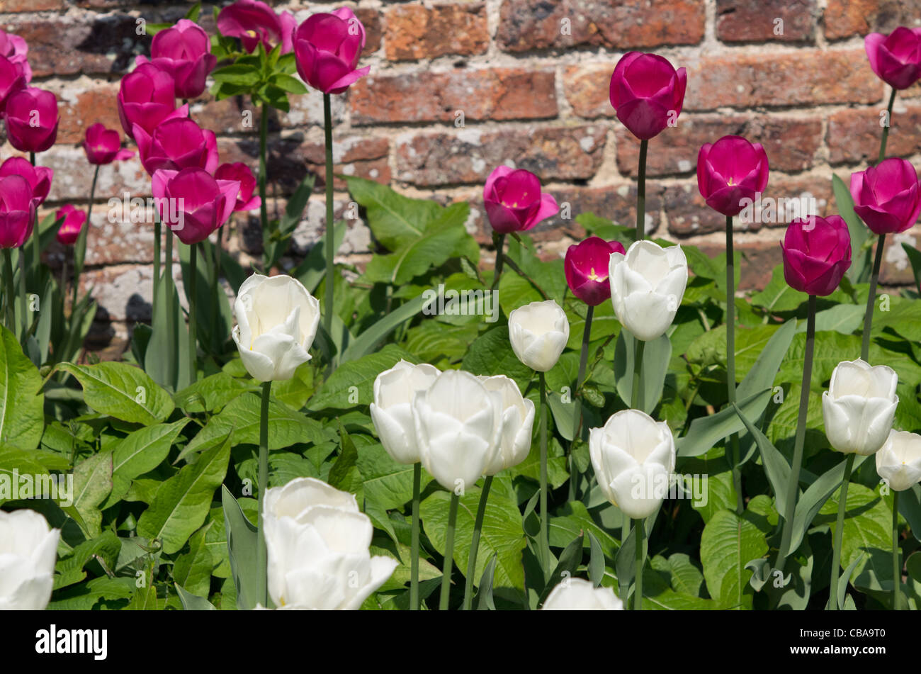 Il tulipano bianco "Coquette' con un altro deep pink tulip al Castle Howard Foto Stock