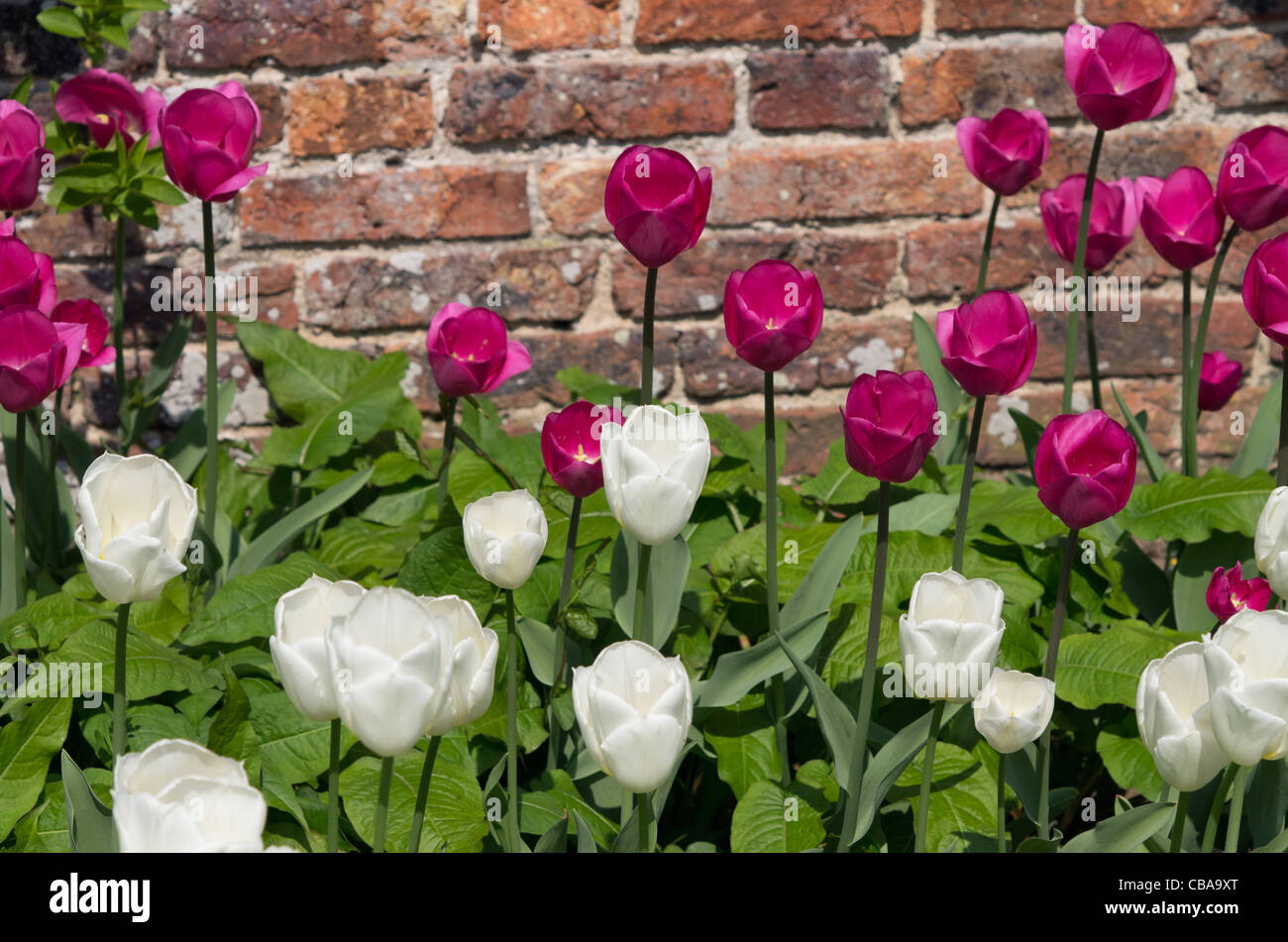 Il tulipano bianco "Coquette' con un altro deep pink tulip al Castle Howard Foto Stock