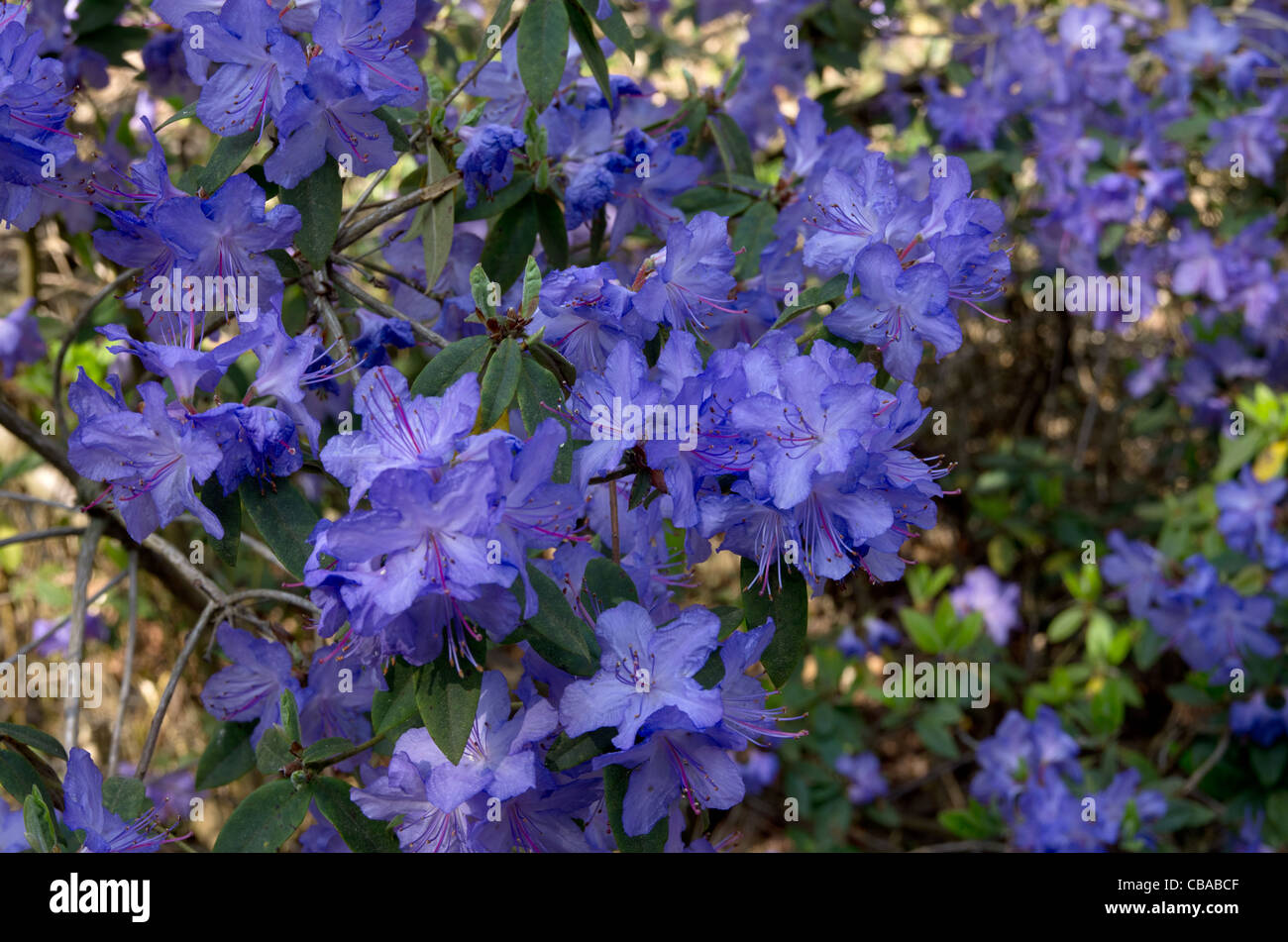 Rhododendron Daydream in Ray legno a Castle Howard Foto Stock