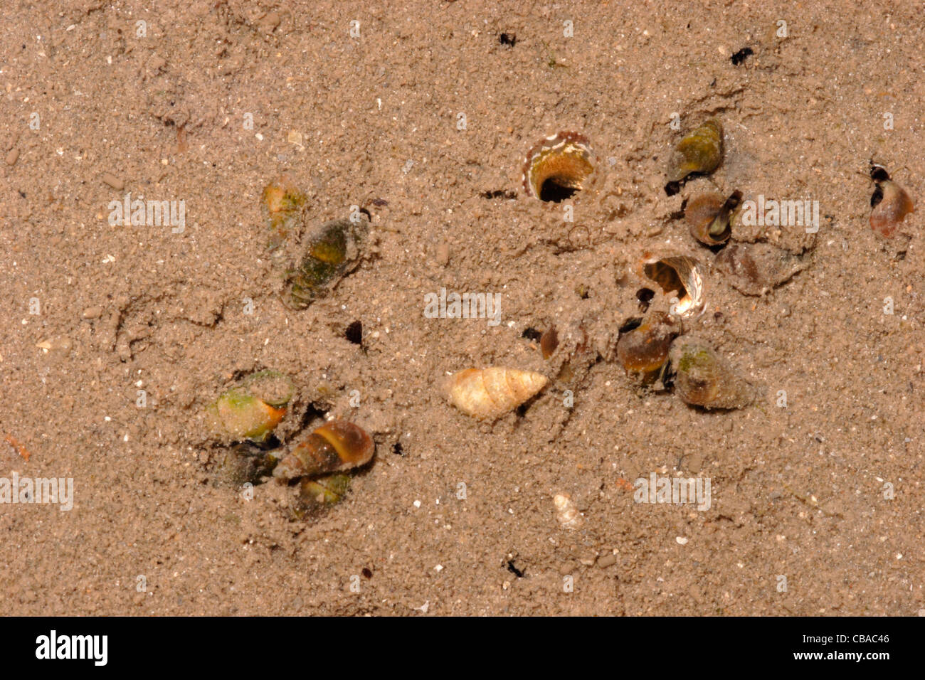 Laver guglia gusci (Hydrobia ulvae : Hydrobiidae) scavando nel fango come la marea si ritira, UK. Foto Stock