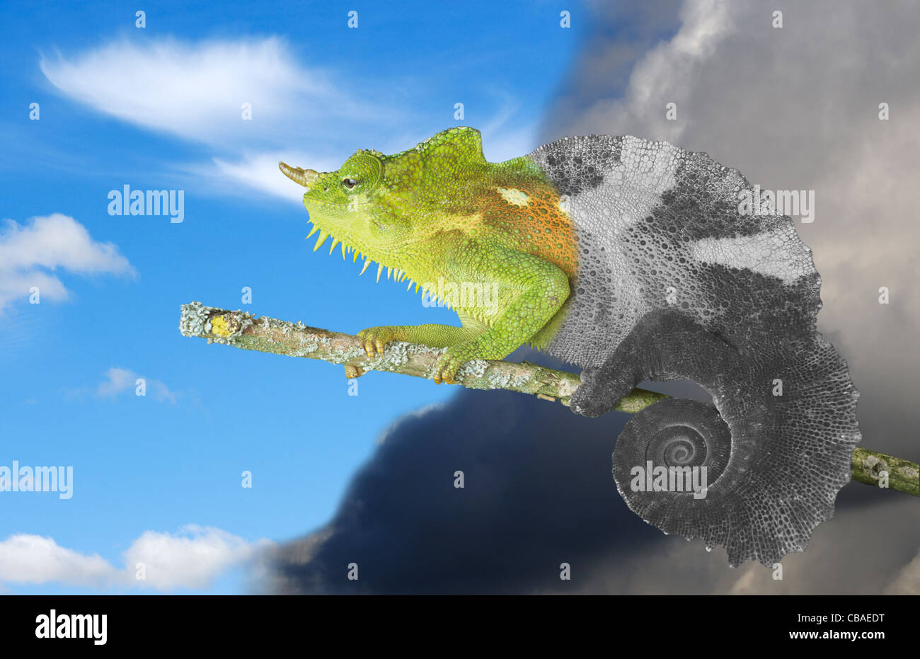 Chameleon Foto Stock