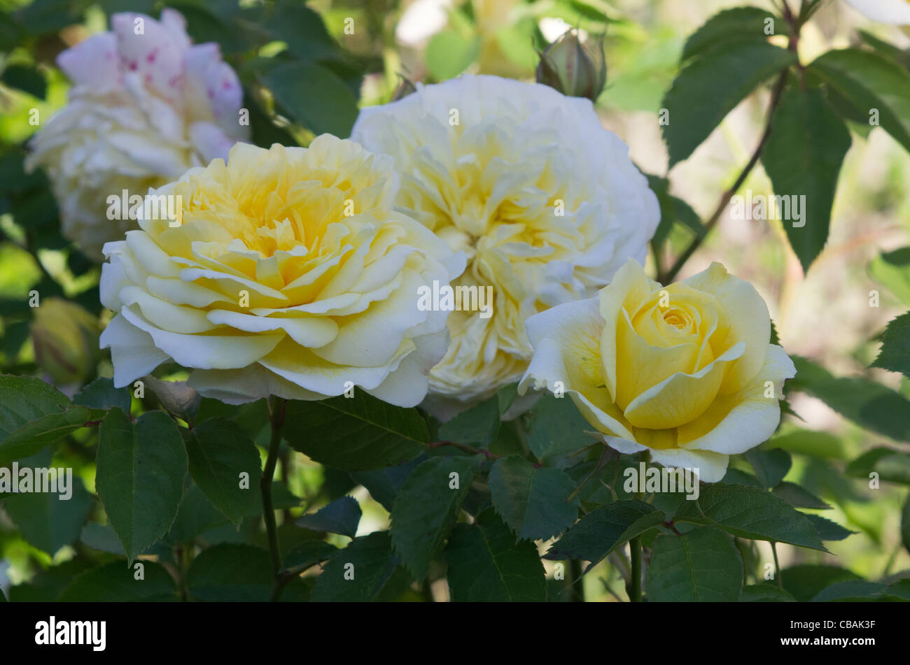 La rosa " Il pellegrino' crescente nel nostro giardino Foto Stock