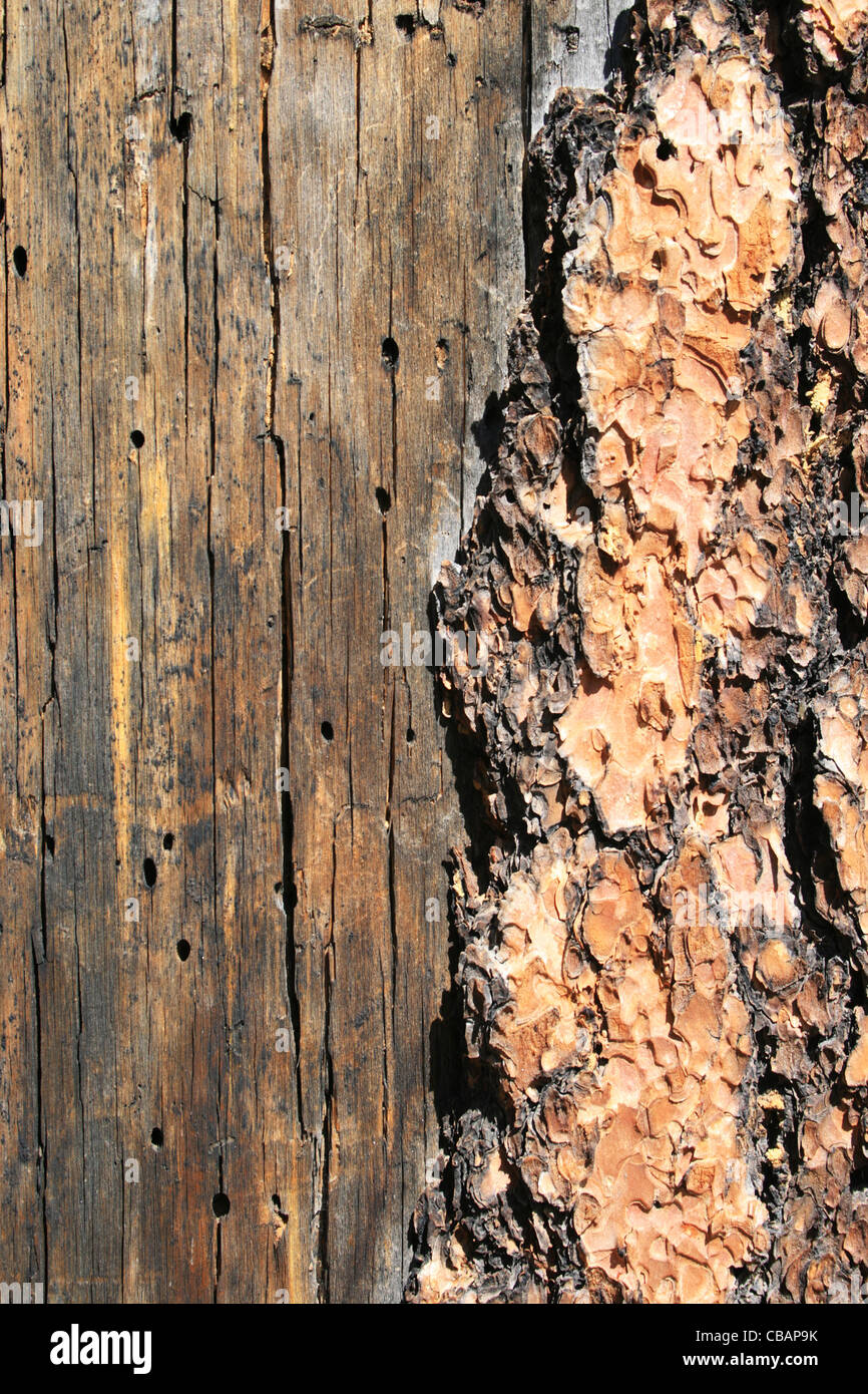 L'immagine verticale di sdoppiamento di pino morto tronco di albero dettaglio con gli insetti noiosi e la corteccia Foto Stock