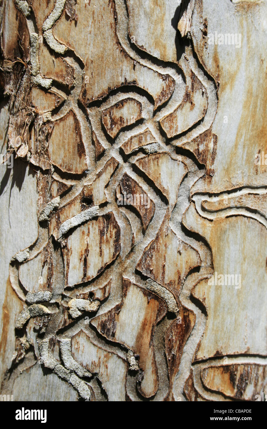 Le vie da legno tarli sui morti aspen tronco di albero Foto Stock
