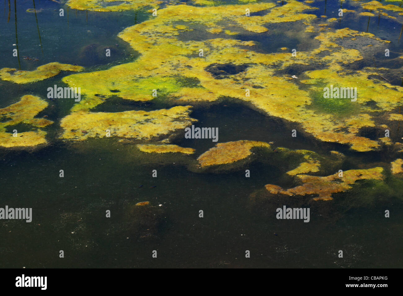 Le Alghe verdi mat si sviluppa su una superficie di stagno Foto Stock
