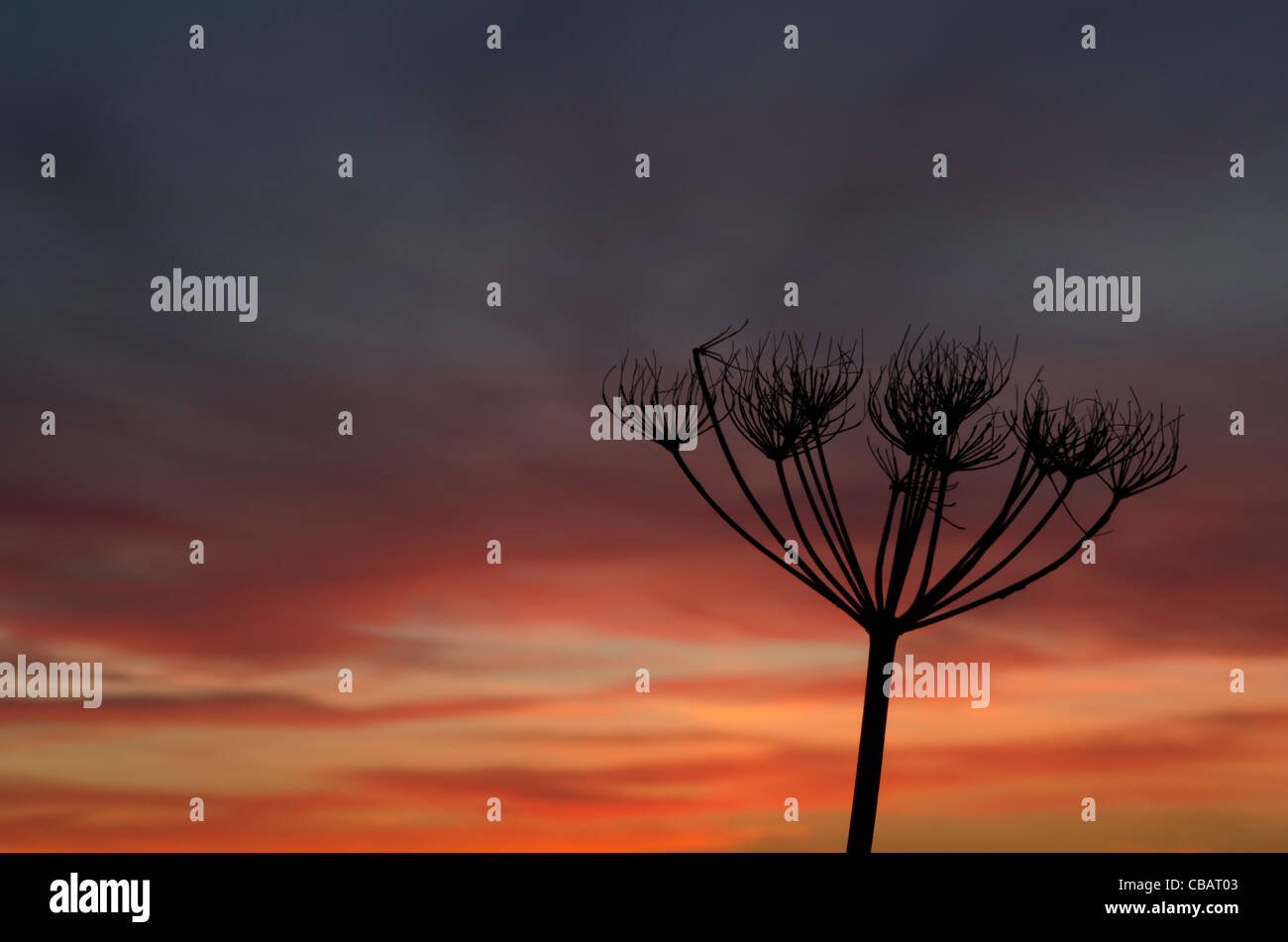 Un seme speso pod profilarsi da un Cielo di tramonto sul percorso ciclabile vicino Beckermet, Cumbria, England, Regno Unito Foto Stock