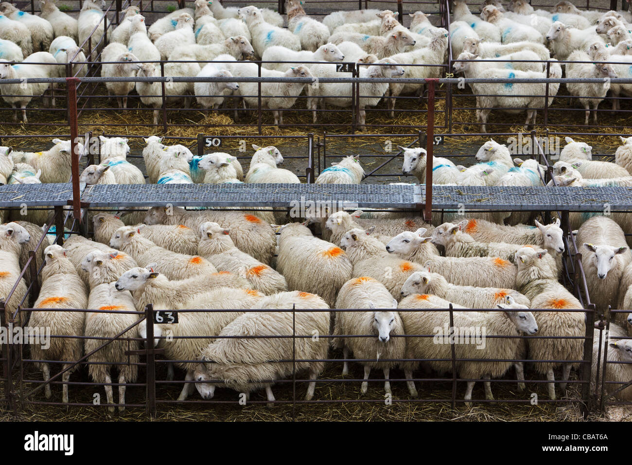 Il Gallese le pecore e gli agnelli in penne in attesa di essere venduto a Dolgellau asta di bestiame Foto Stock