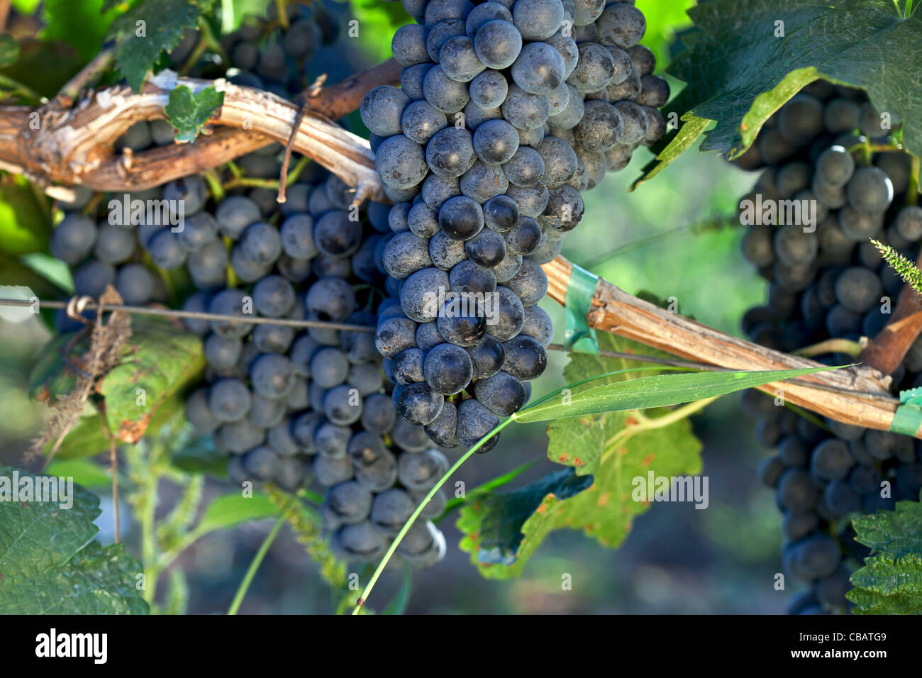 Grappolo di uva sulla vite Foto Stock