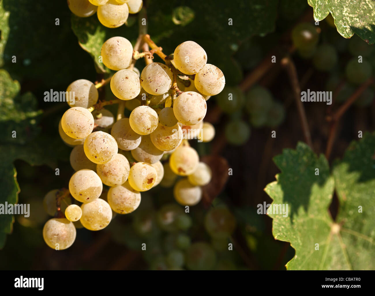 Frutti freschi di uva che cresce sulla boccola Foto Stock