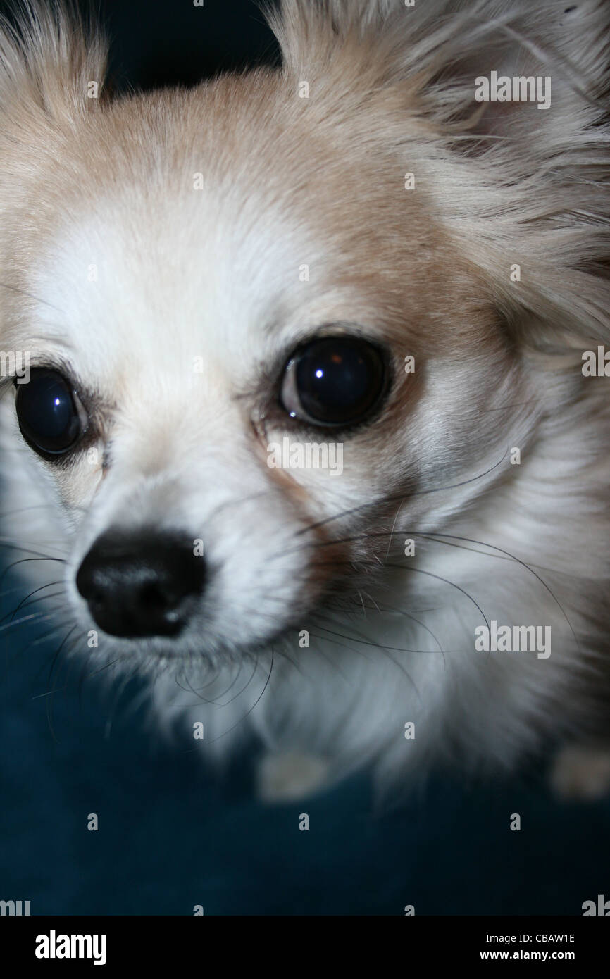 Capelli lunghi Chihuahua o cane messicano vicino. Foto Stock