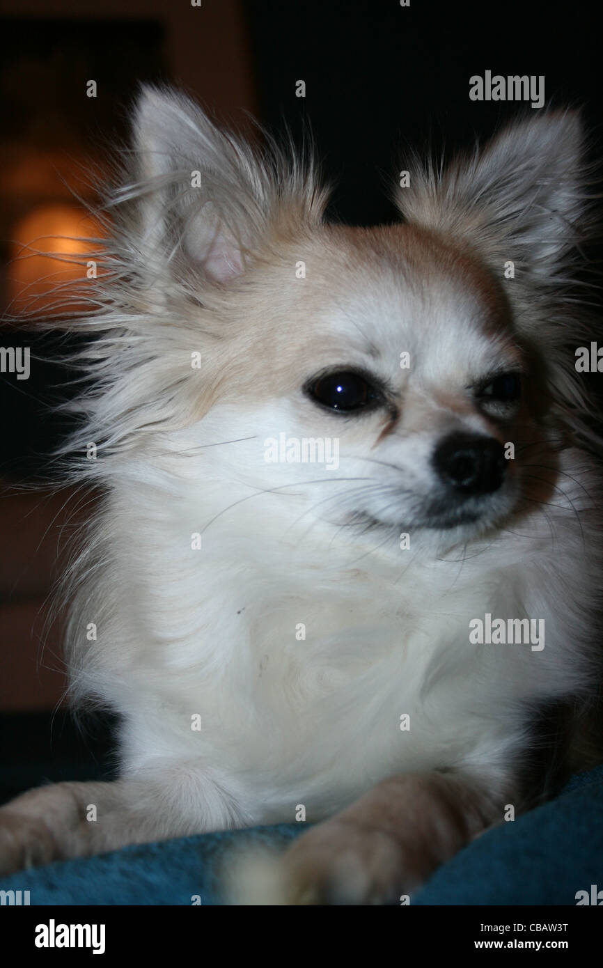 Capelli lunghi Chihuahua o cane messicano close up Foto Stock