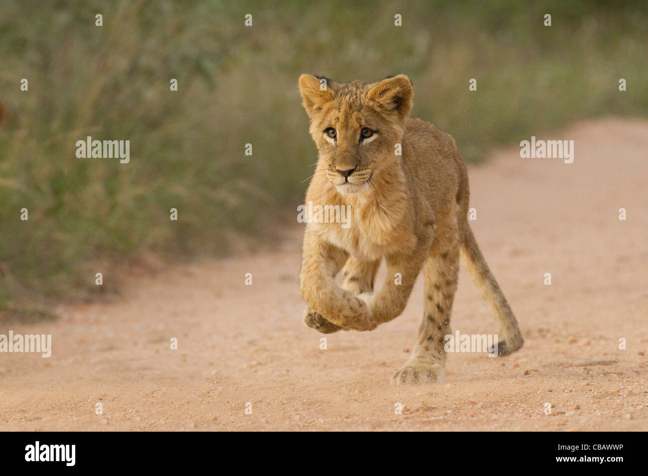Baby Lion in esecuzione (Panthera leo) Foto Stock