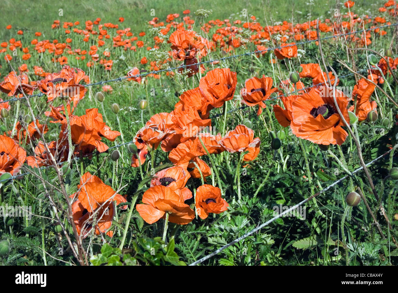 Campo di papaveri dietro al filo spinato. Foto Stock