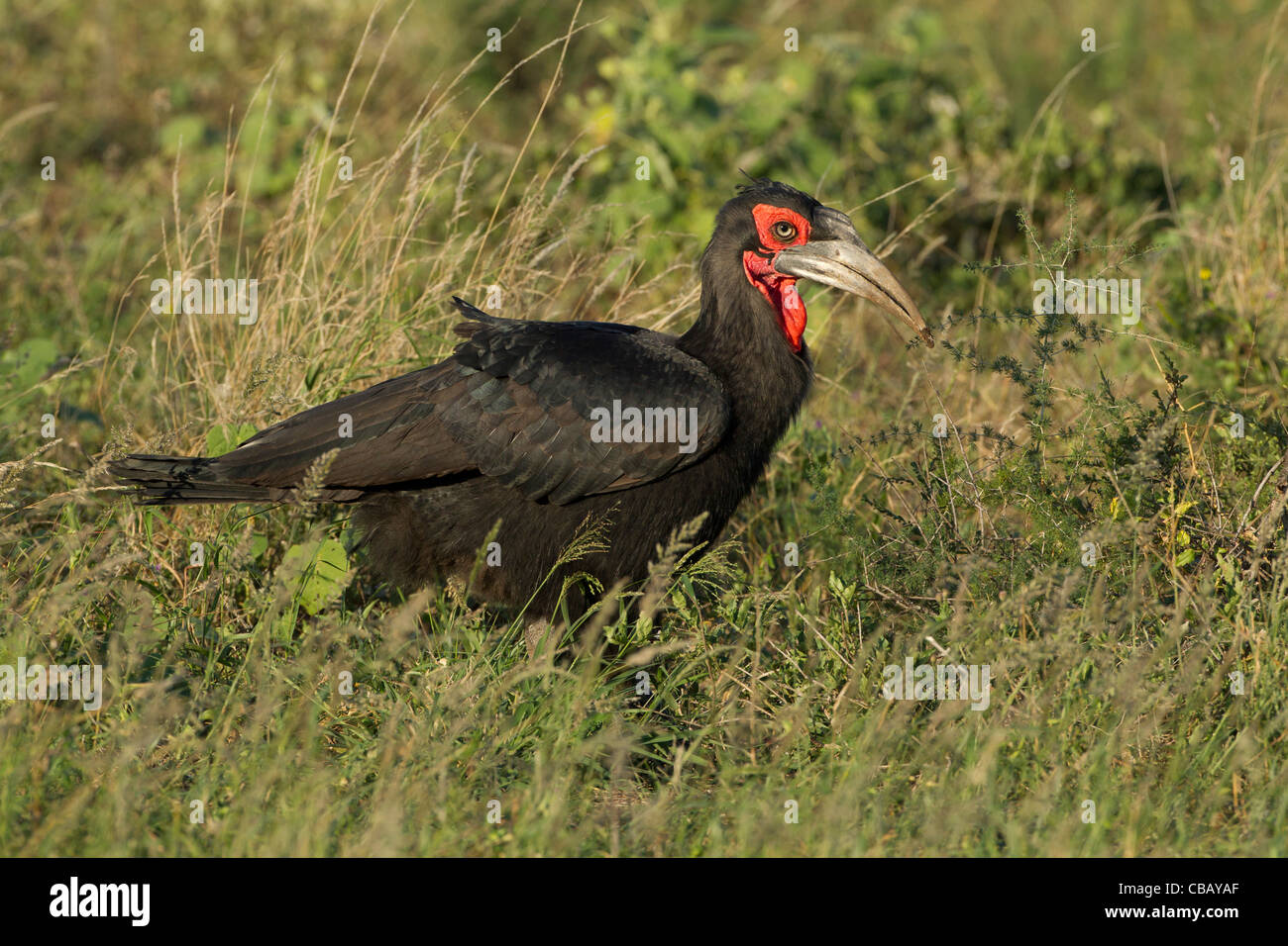 Massa meridionale Hornbill (Bucorvus leadbeateri) Foto Stock