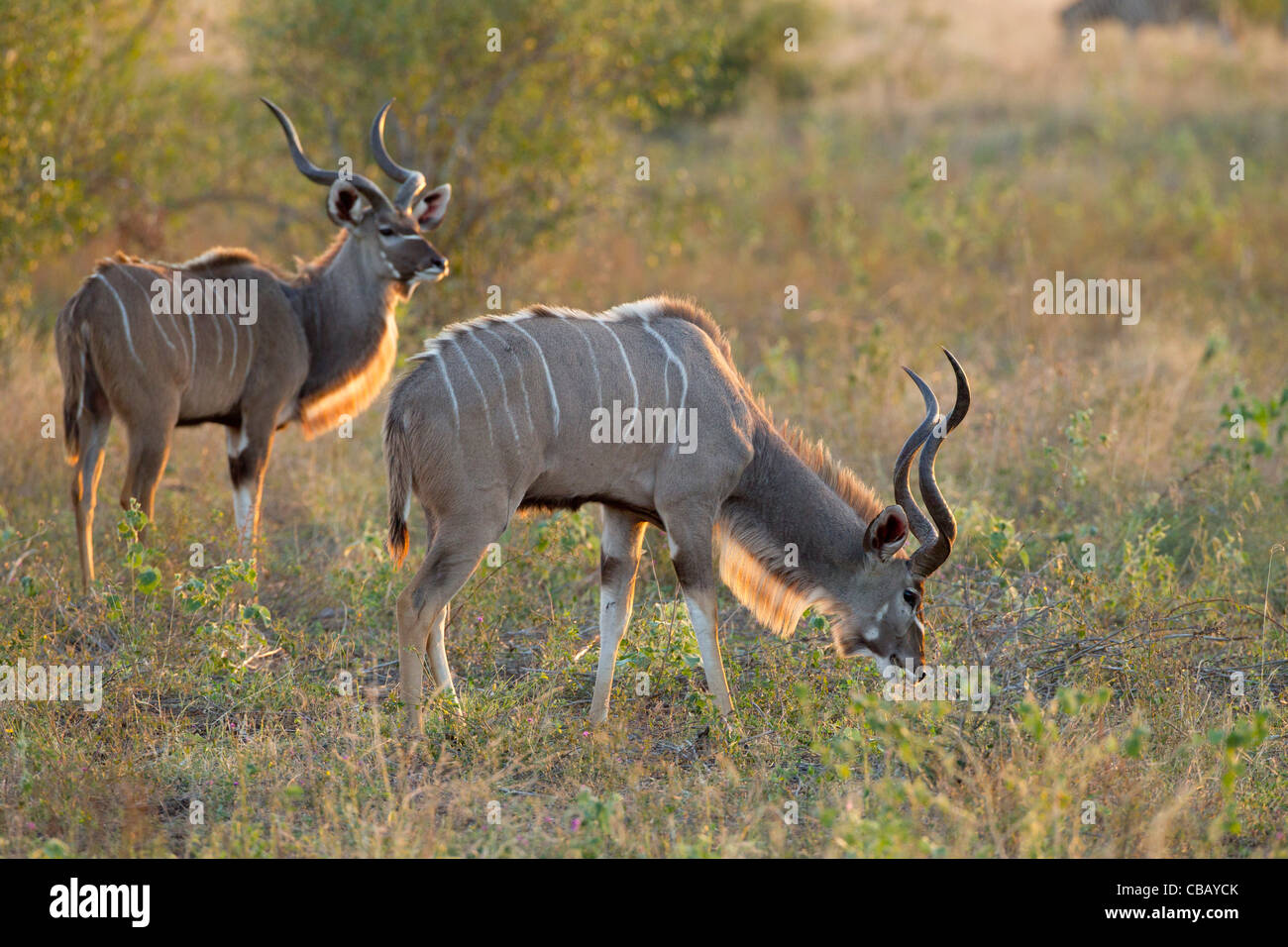 Due maschio maggiore Kudu in piedi in erba (Tragelaphus strepsiceros) Foto Stock