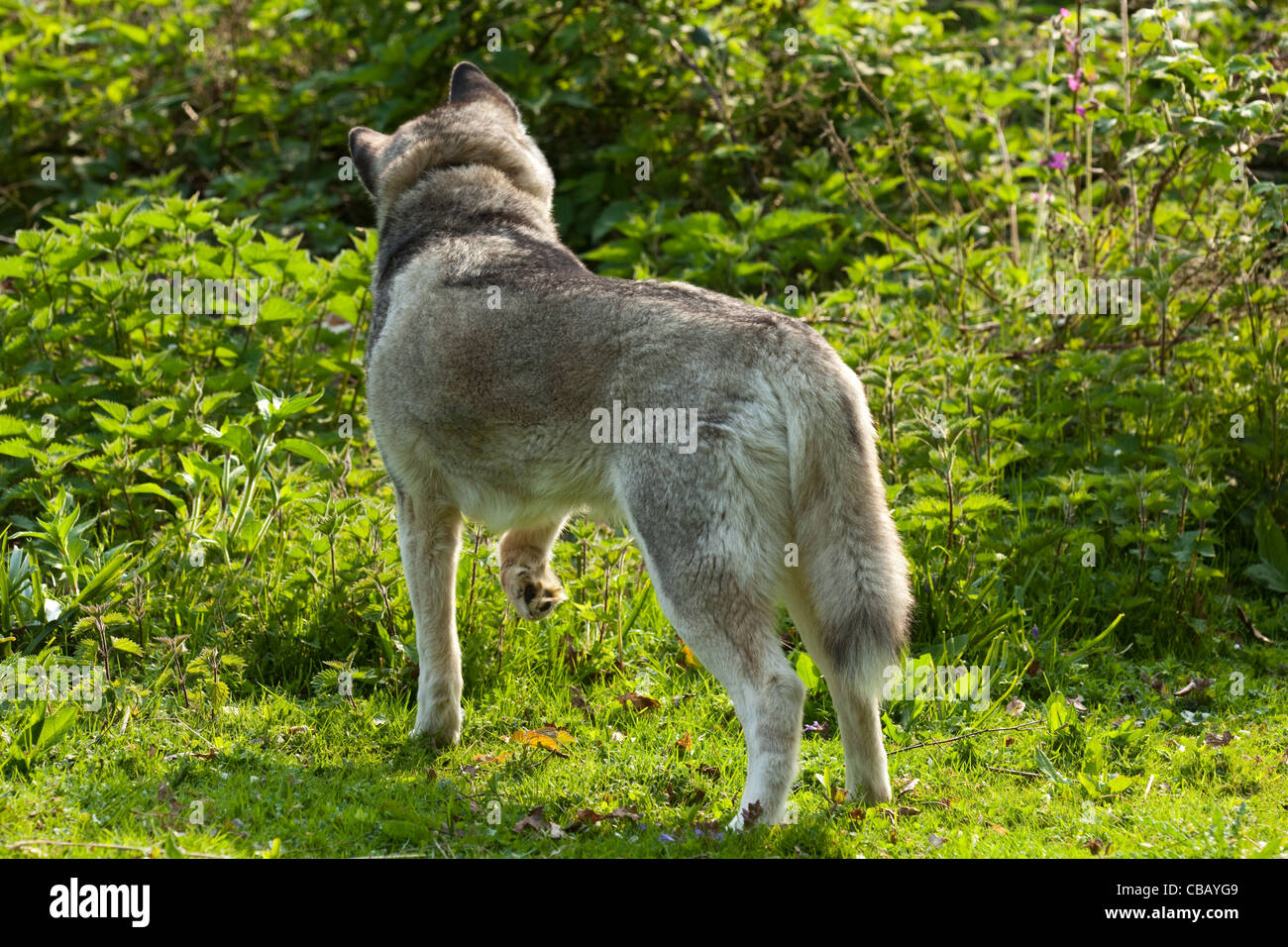 Siberian Husky (Canis lupus familiaris). Ascolto per piccoli mammiferi che vivono nel sottobosco. Foto Stock