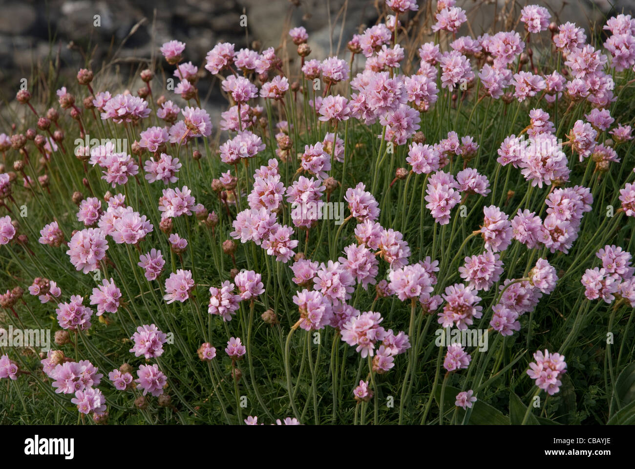 Fioritura rosa Armeria Maritima mare parsimonia West London Inghilterra England Regno Unito Foto Stock