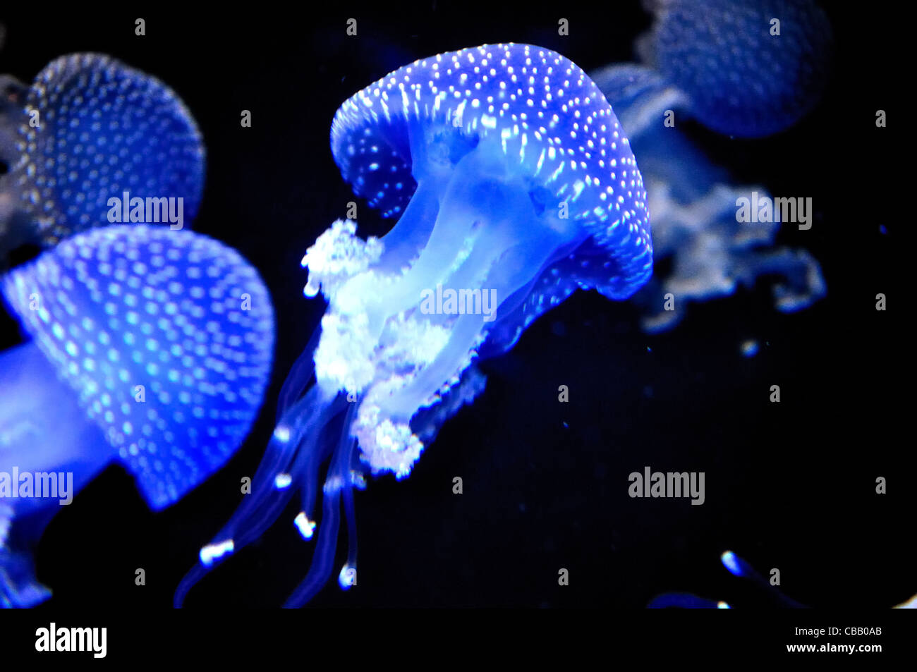 Australian spotted medusa (bianco-spotted meduse) Foto Stock