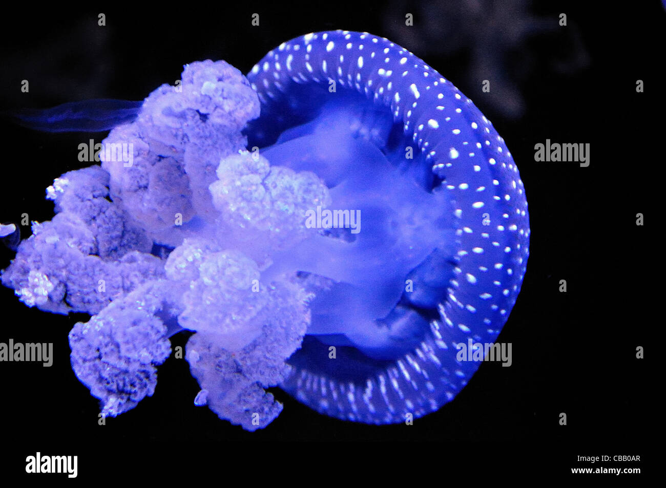 Australian spotted medusa (bianco-spotted meduse) Foto Stock