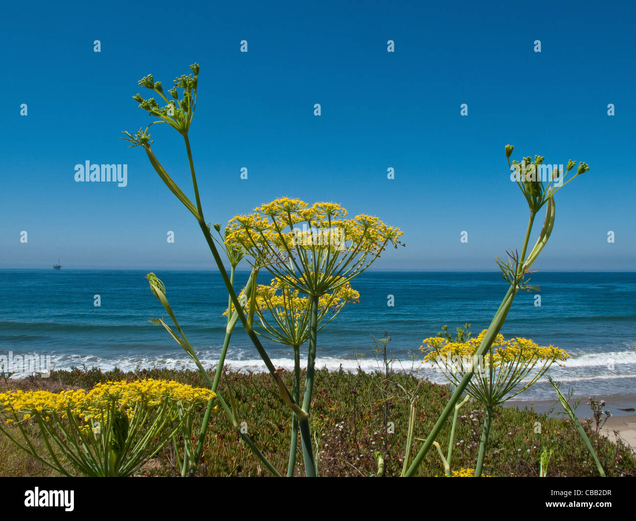 Una pianta di finocchietto selvatico con giallo fiore sboccia si erge sopra  il terreno con il profondo blu oceano Pacifico in background Foto stock -  Alamy