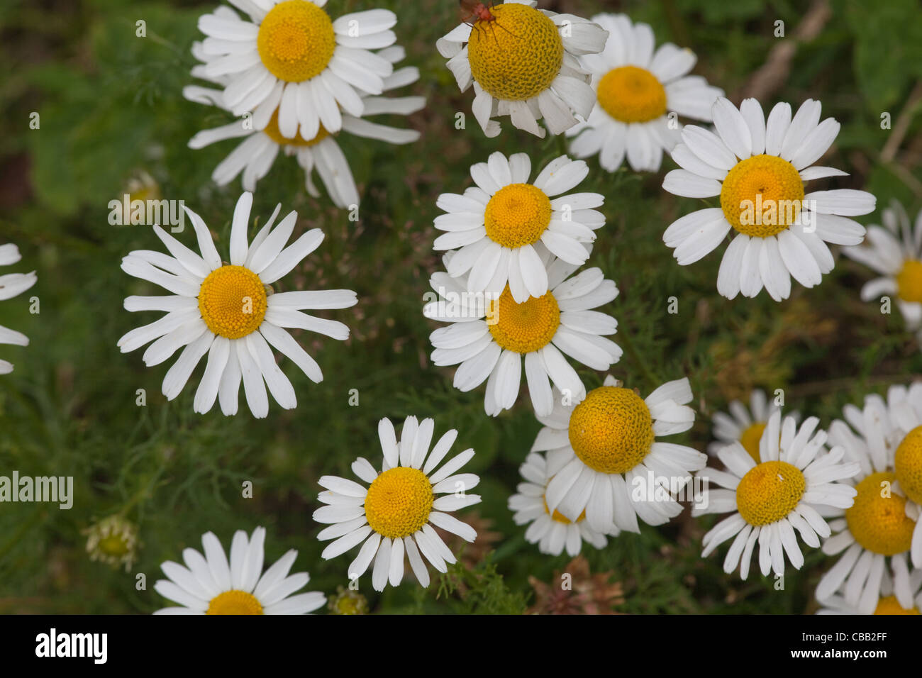 Mayweed profumate o camomilla selvaggia (matricaria recutita). Norfolk. Luglio. Foto Stock