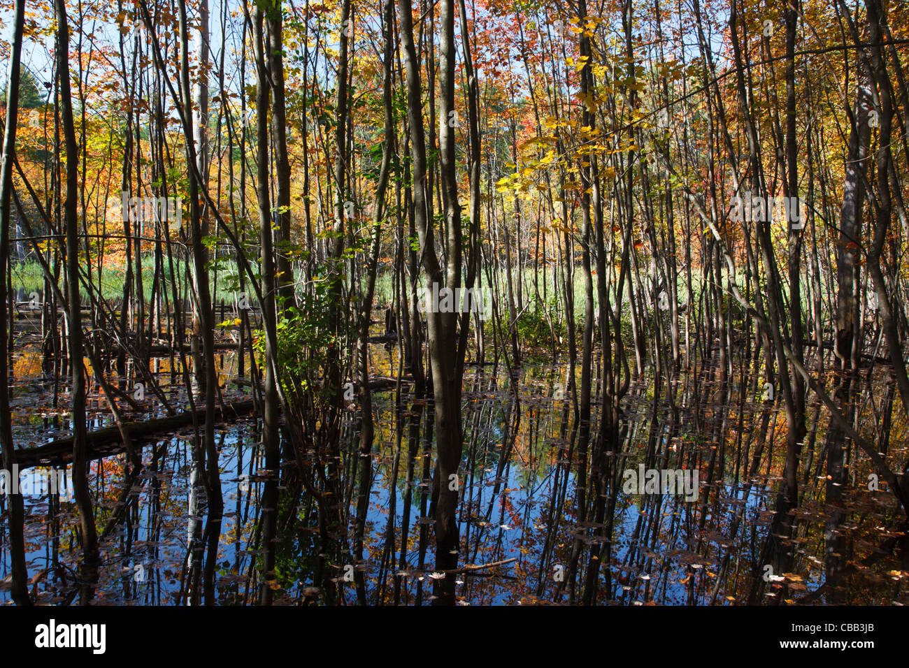 Il lago di spartiacque Massabesic durante i mesi di autunno in Auburn, New Hampshire USA Foto Stock