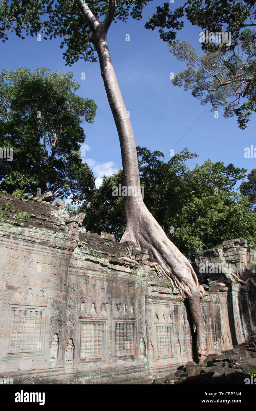 Elephant Trunk (strangler fig) tree al tempio di Preah Khan vicino a Siem Reap, Cambogia. I cavi sono utilizzati per stabilizzare altri alberi. Foto Stock