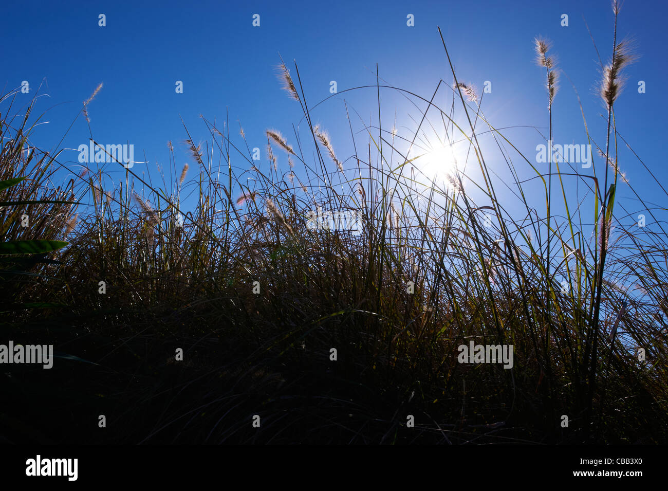 Vista ravvicinata di erbe con cielo blu Foto Stock