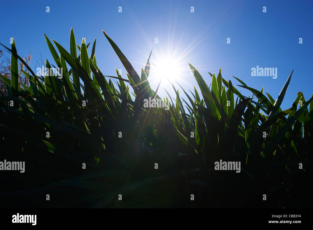 Vista ravvicinata di erba con cielo blu Foto Stock