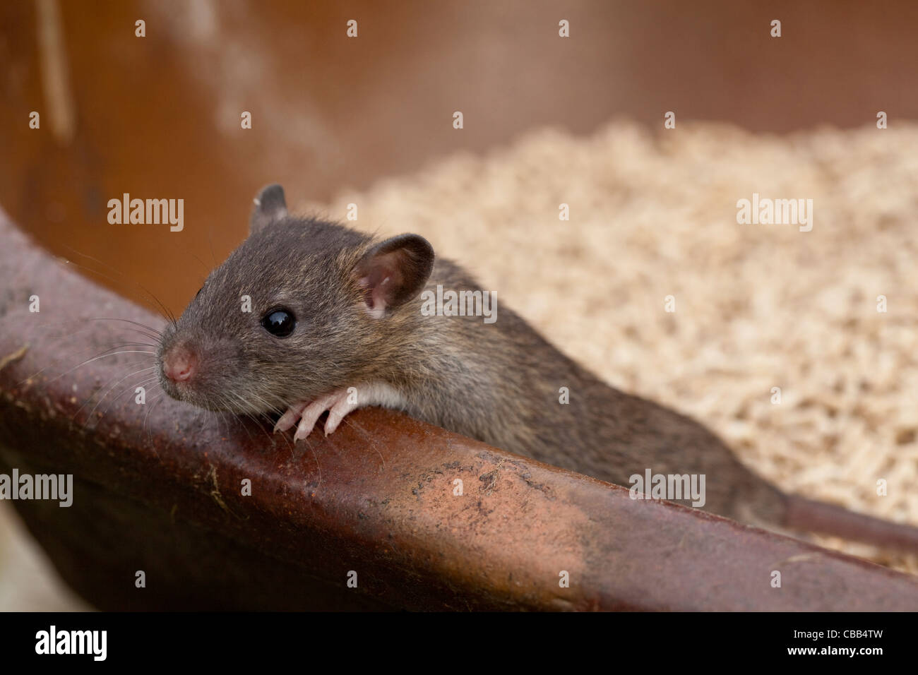 Marrone (Ratto Rattus norvegicus). Animale giovane, svezzò, stimato di tre settimane di età. Foto Stock