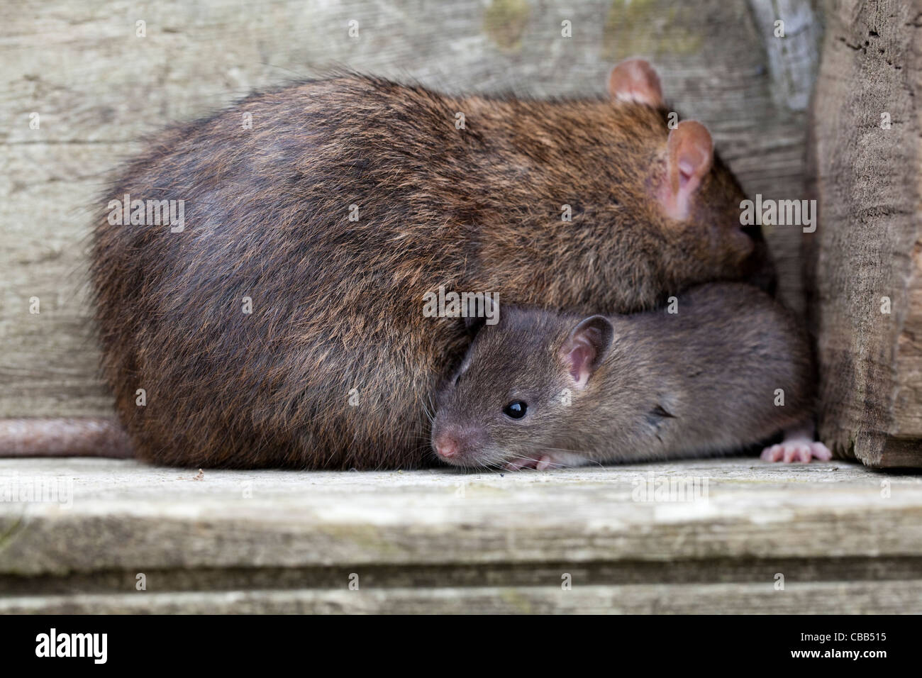 Marrone (Ratto Rattus norvegicus). Adulto e quasi svezzati giovani. Foto Stock