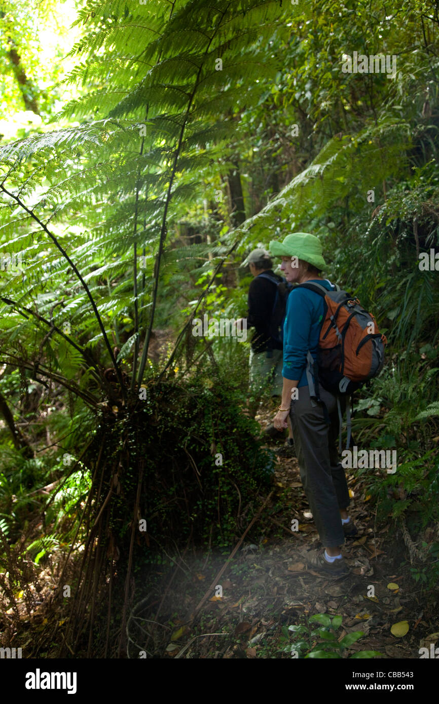 Queen Charlotte Track, Marlborough Sounds, Isola del Sud, Nuova Zelanda Foto Stock