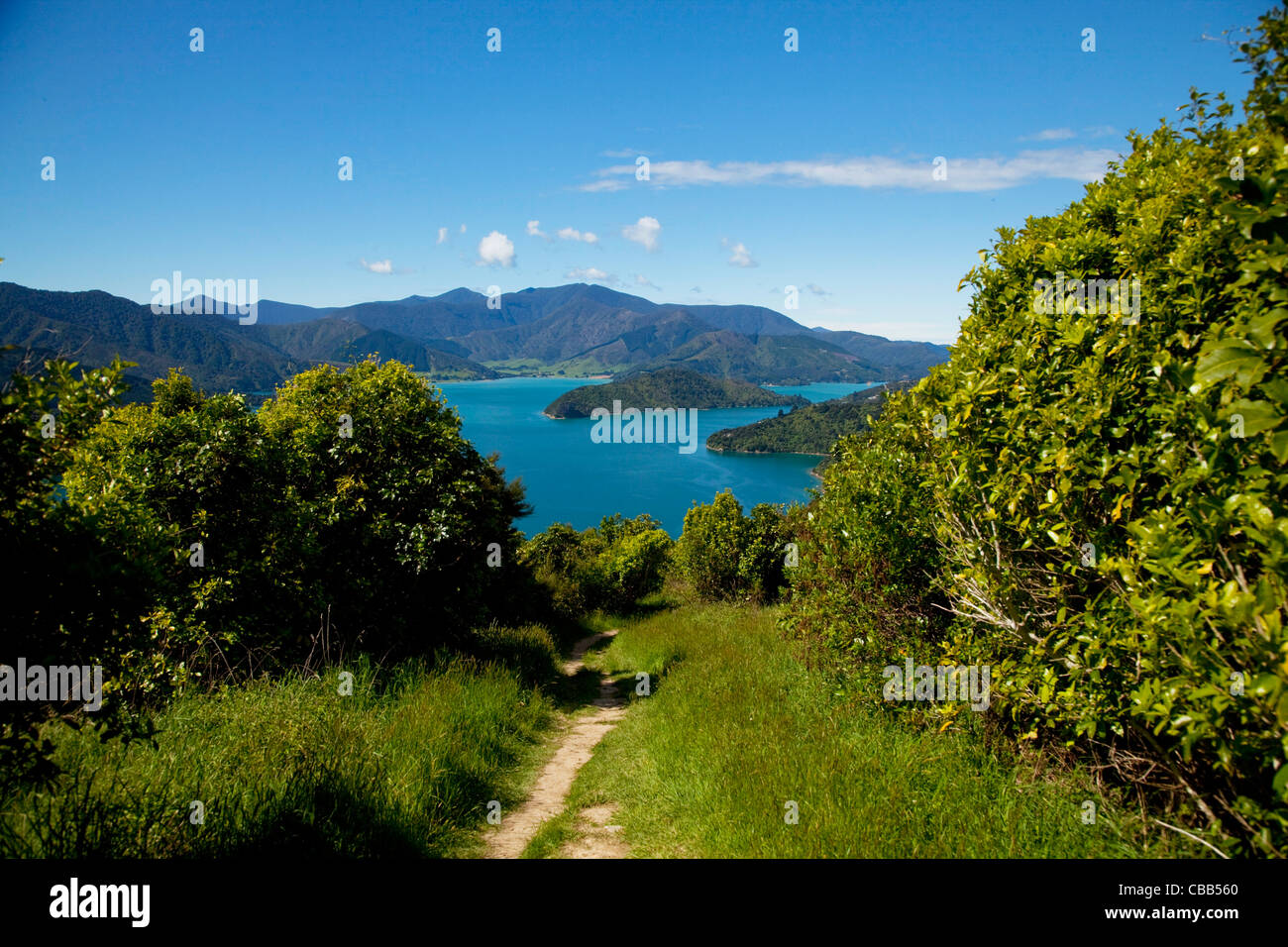 Queen Charlotte Track, Marlborough Sounds, Isola del Sud, Nuova Zelanda Foto Stock