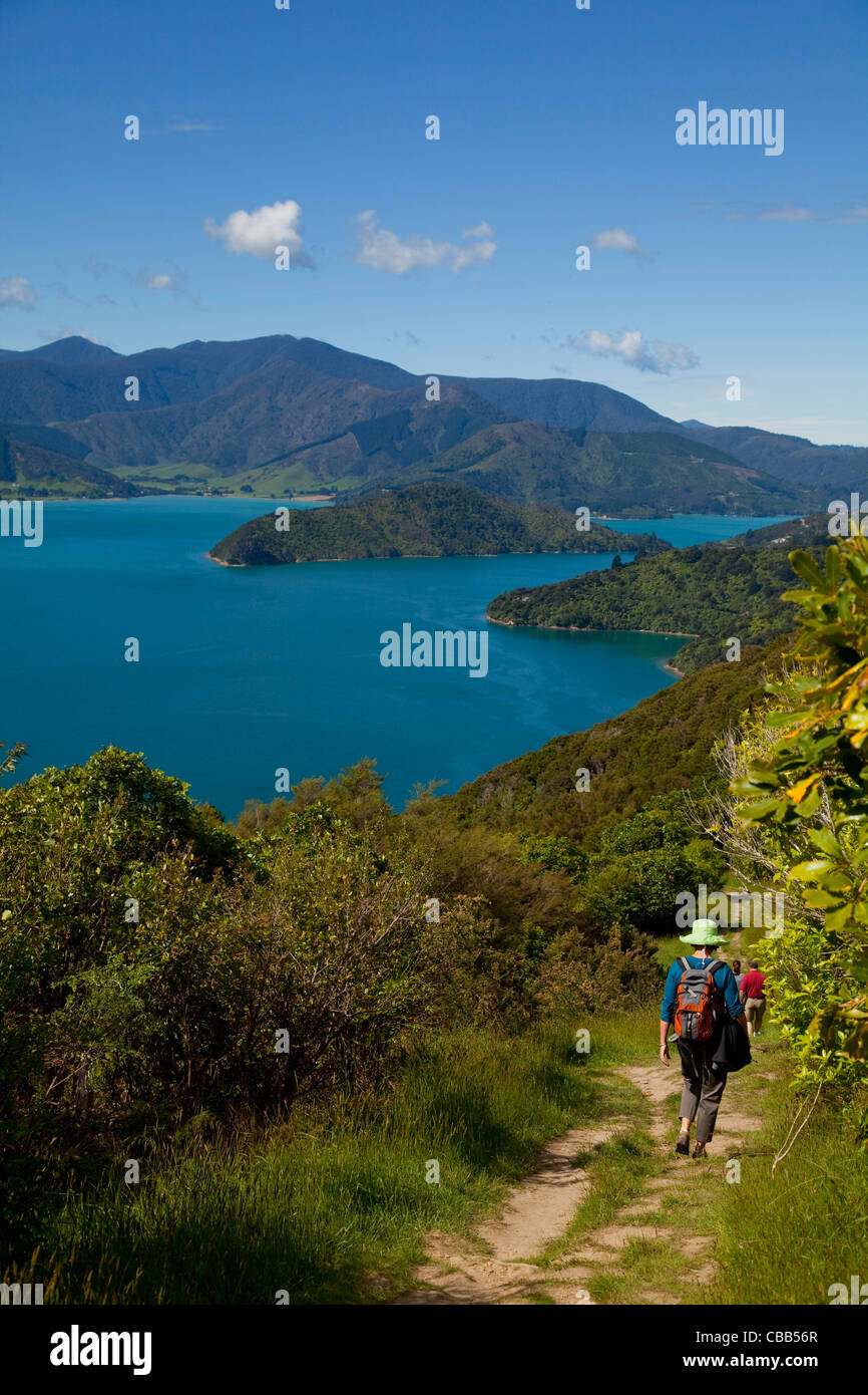 Queen Charlotte Track, Marlborough Sounds, Isola del Sud, Nuova Zelanda Foto Stock
