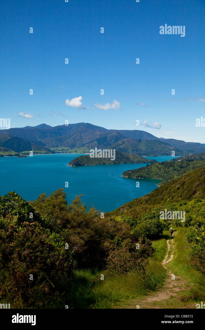 Queen Charlotte Track, Marlborough Sounds, Isola del Sud, Nuova Zelanda Foto Stock