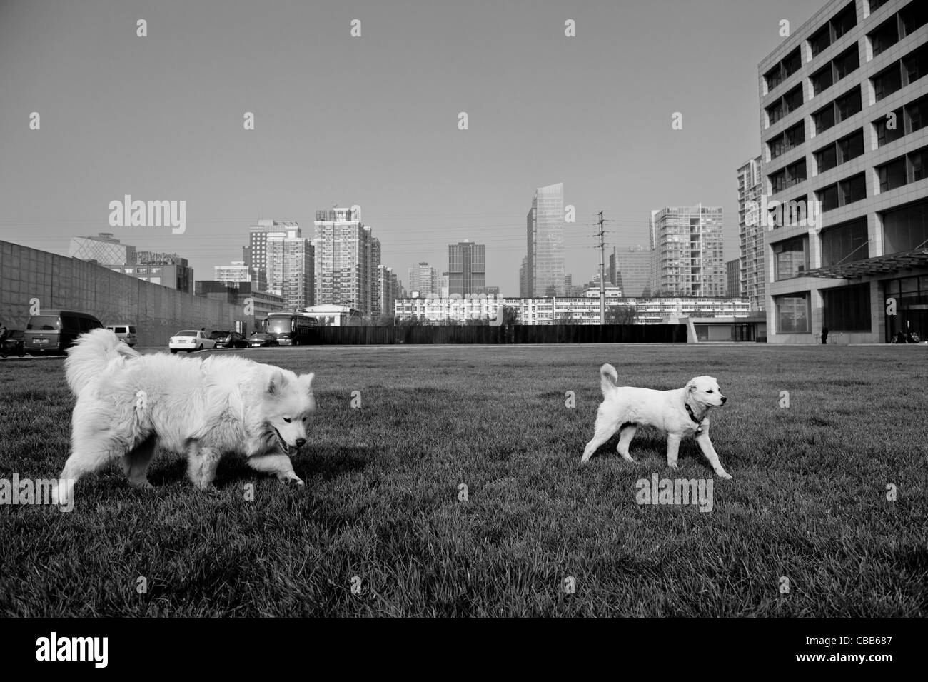 Due cani giocando con uno sfondo vista sul distretto centrale degli affari di Pechino (CBD). Foto Stock