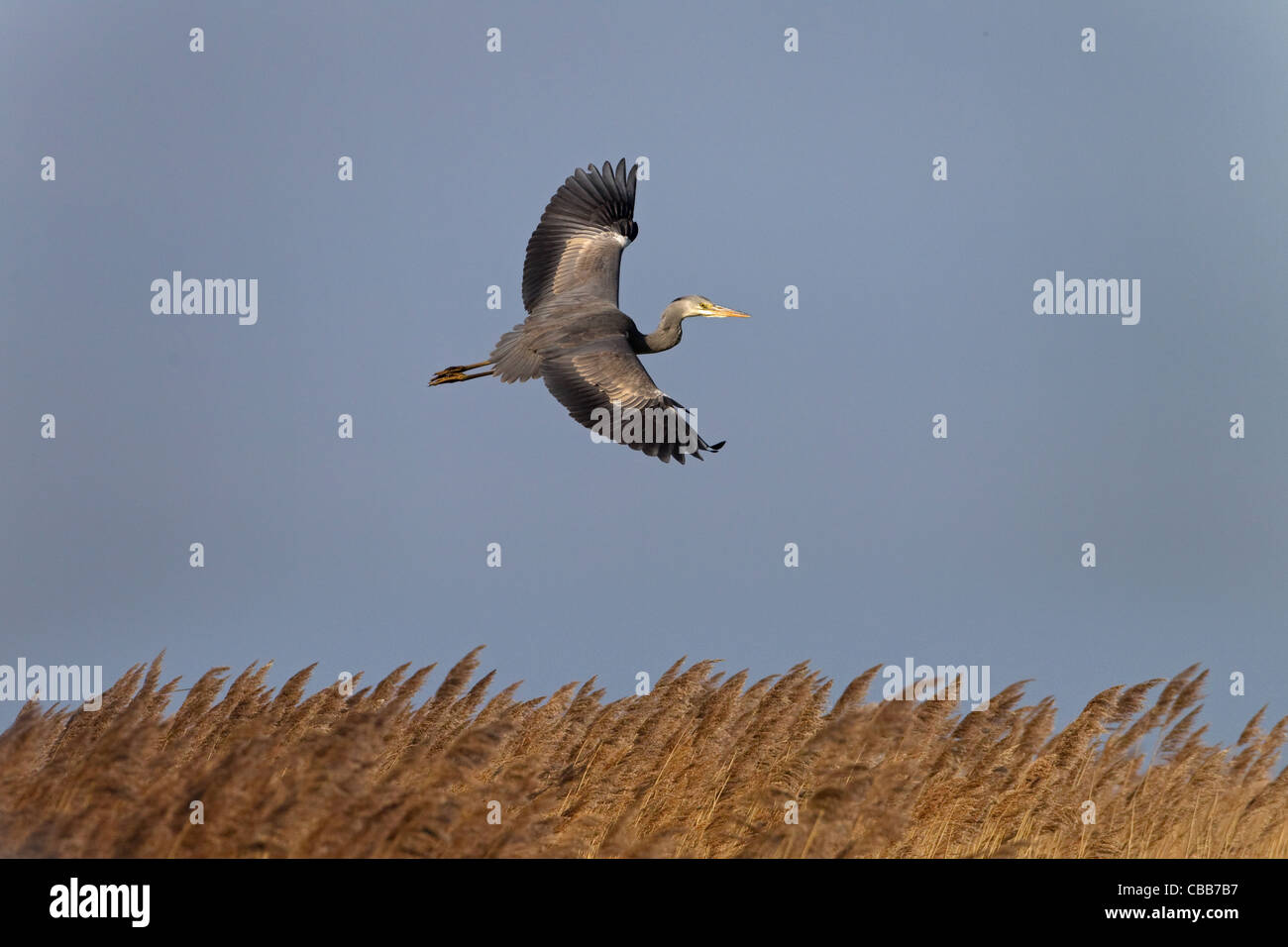 Airone cenerino Ardea cinerea in volo Foto Stock