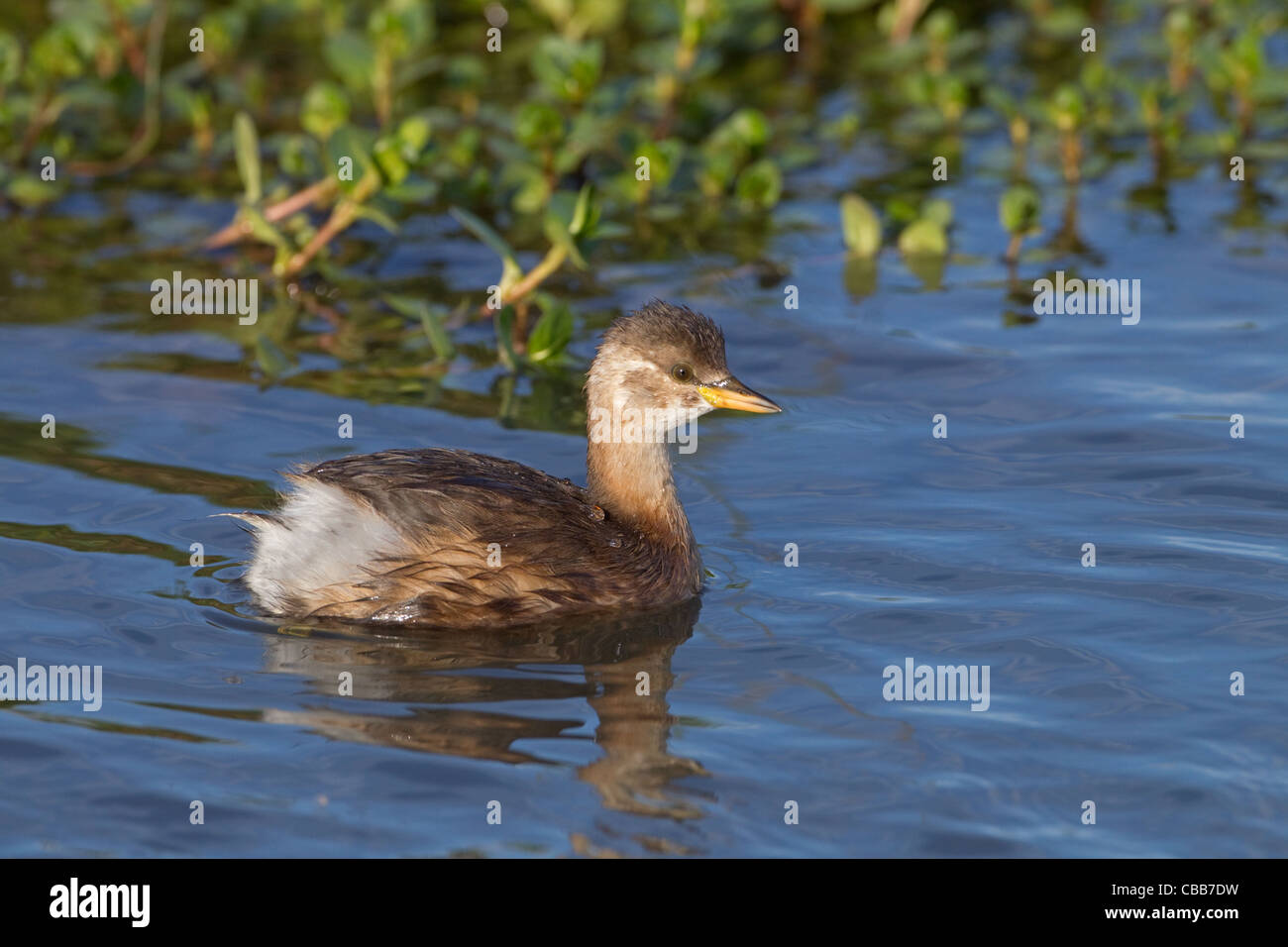 Un singolo Tuffetto Tachybaptus ruficollis autunno Foto Stock