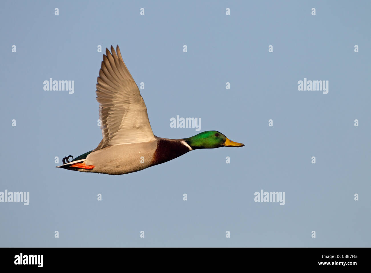 Unico Germano Reale Anas platyrhynchos maschio in volo Foto Stock