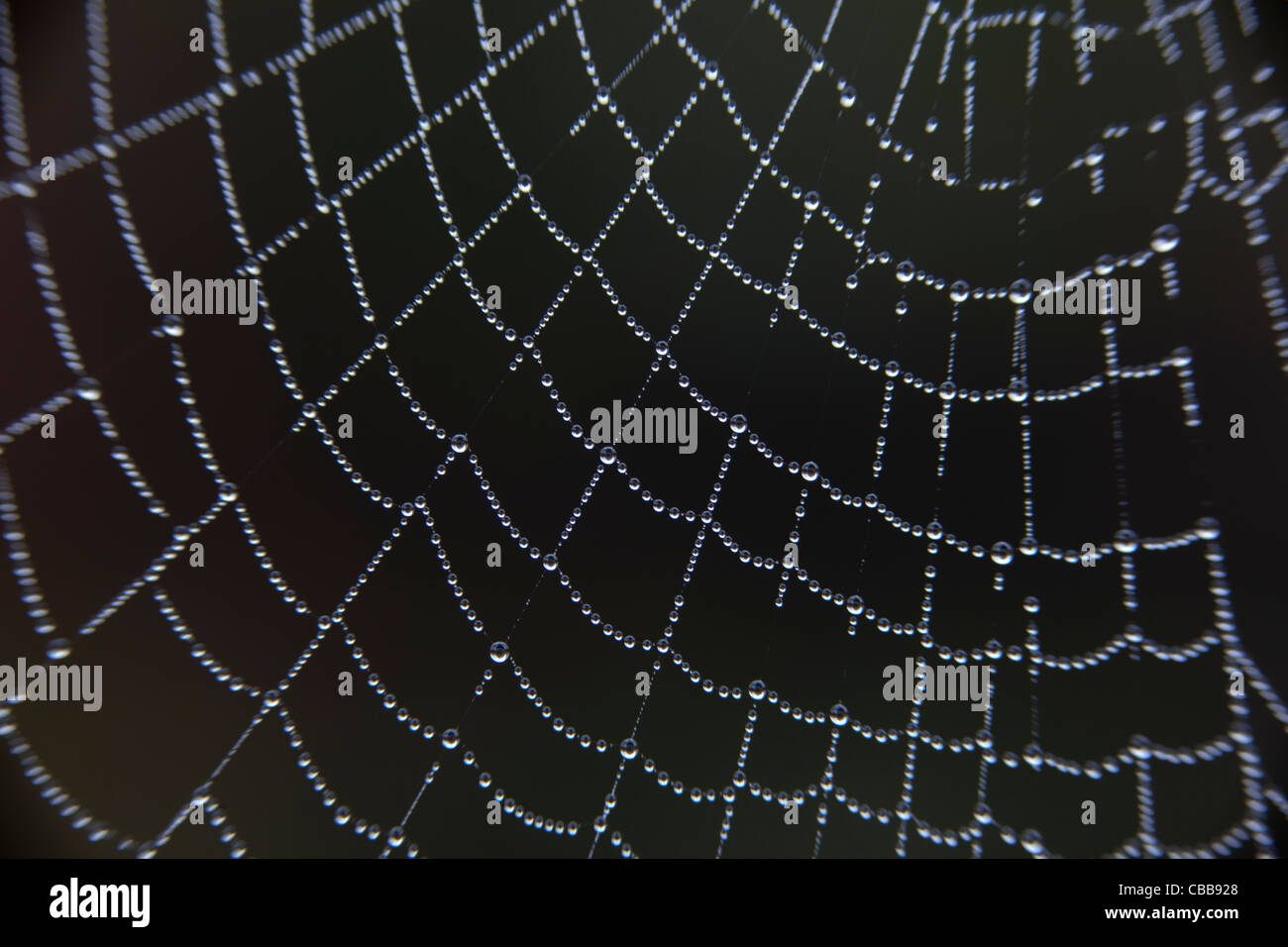 Una coperta di rugiada spider web contro uno sfondo nero, London, Regno Unito Foto Stock