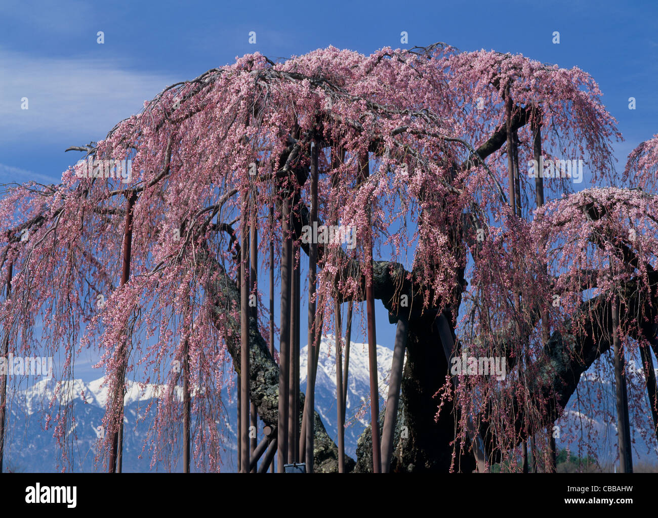 Shinden Grande fiore di ciliegio albero, Hokuto, Yamanashi, Giappone Foto Stock